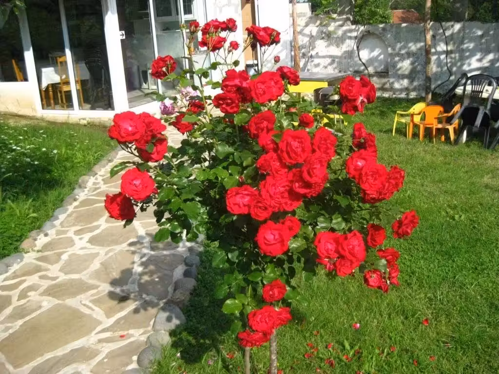 image url