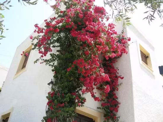 image url