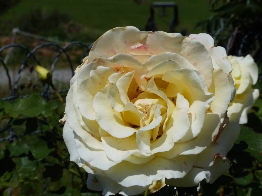image url