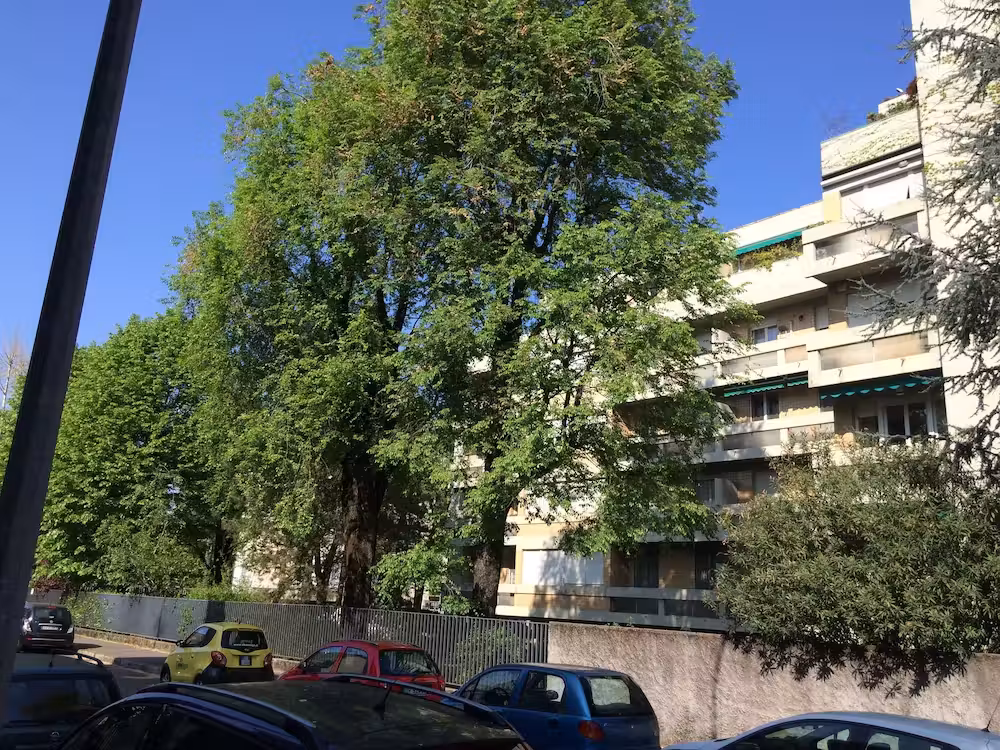 image url