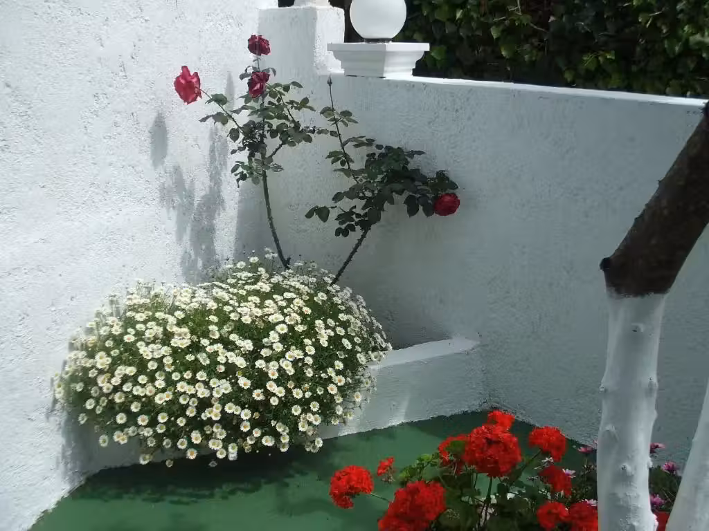image url