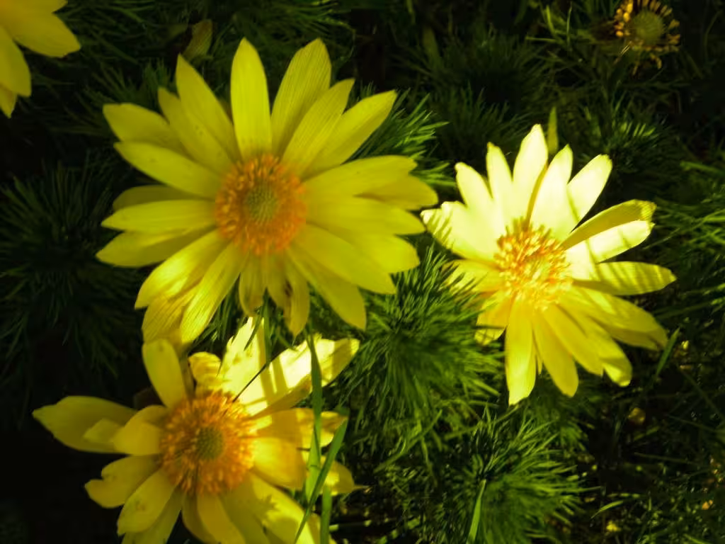 image url