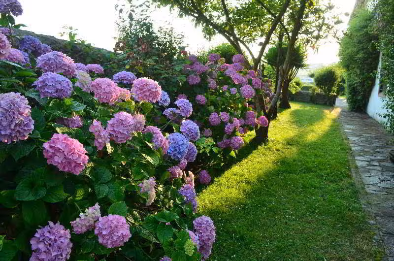 image url