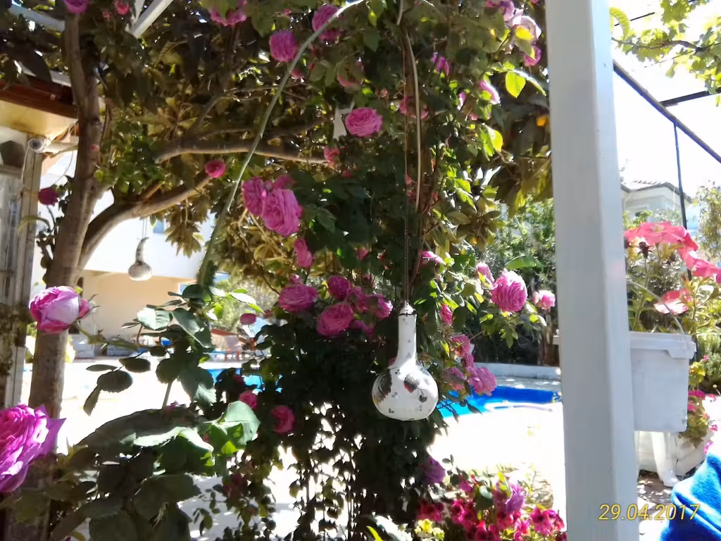image url