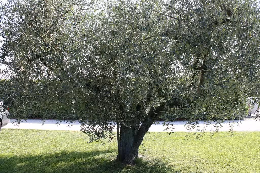 image url