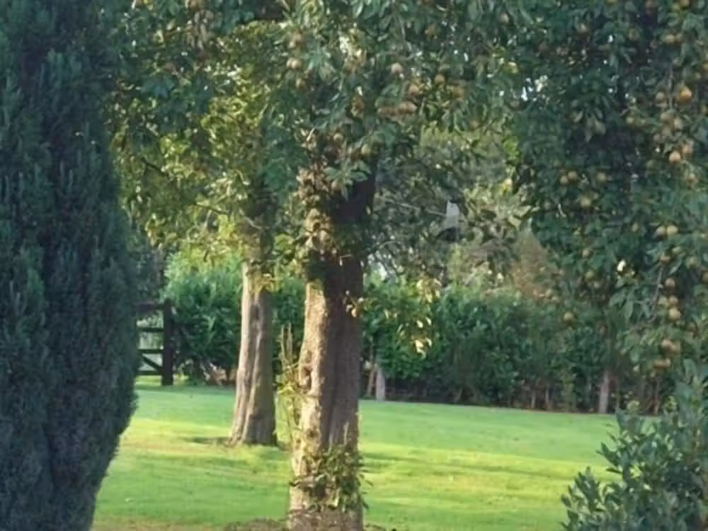 image url