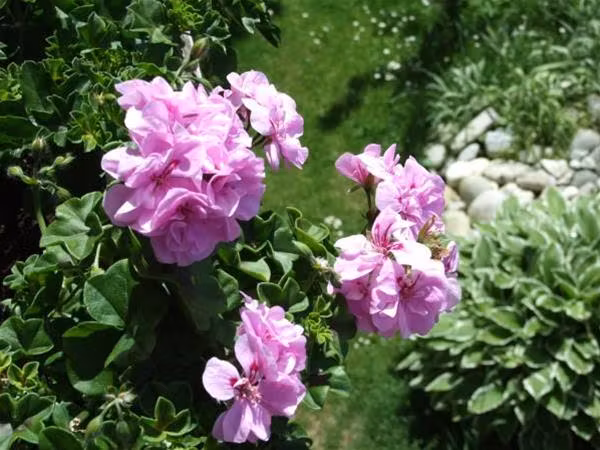 image url