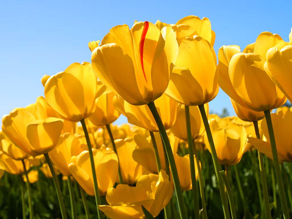 image url