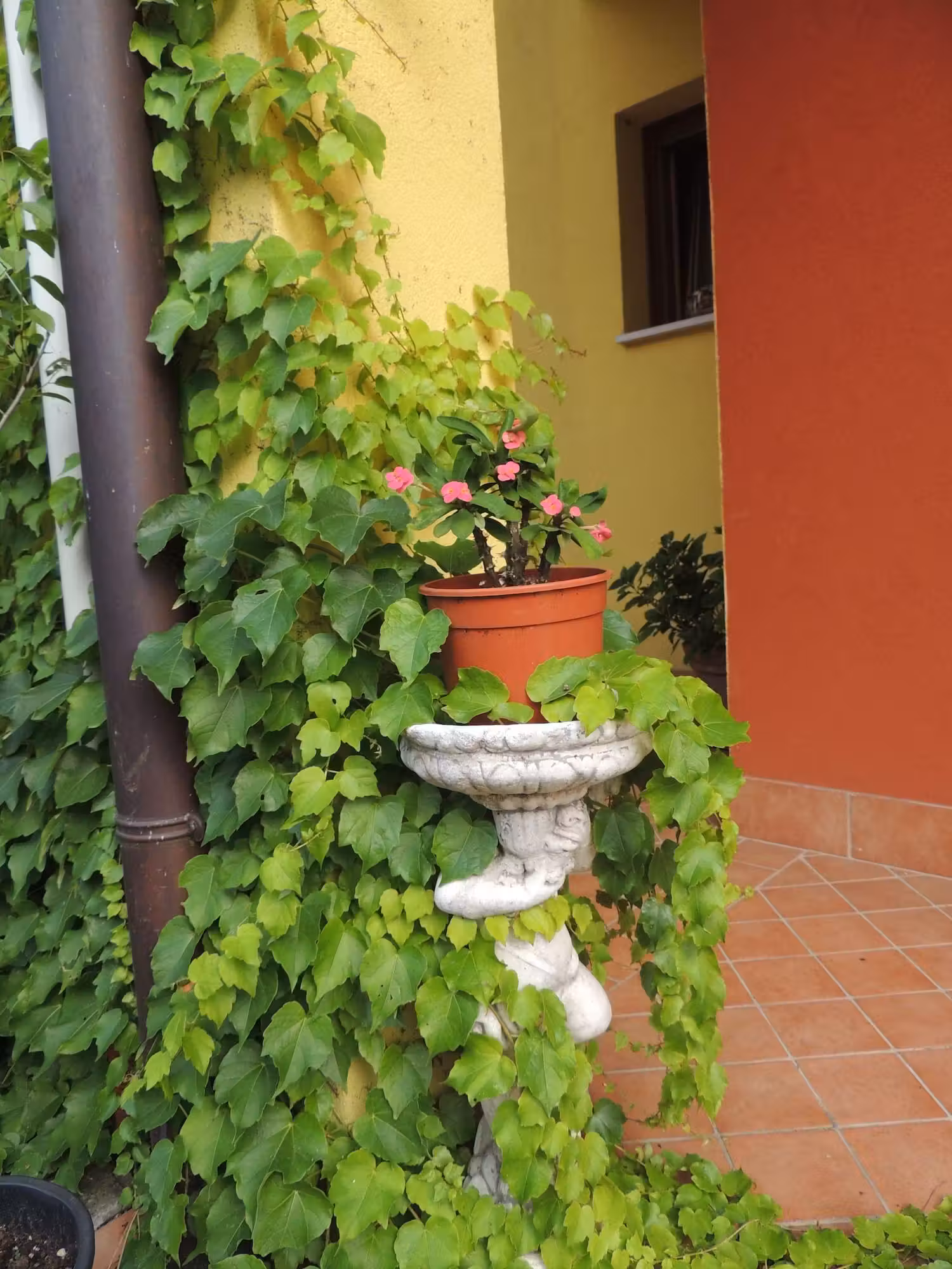 image url
