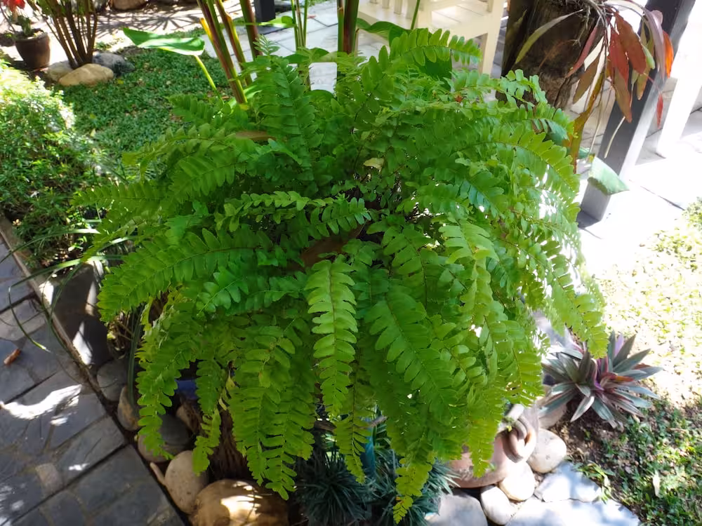image url