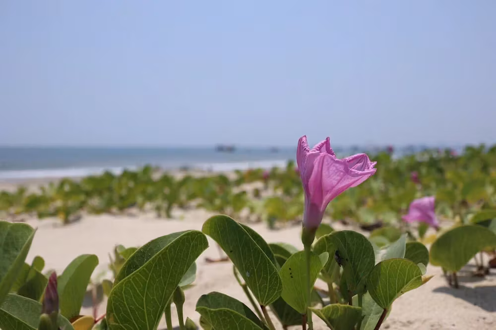 image url