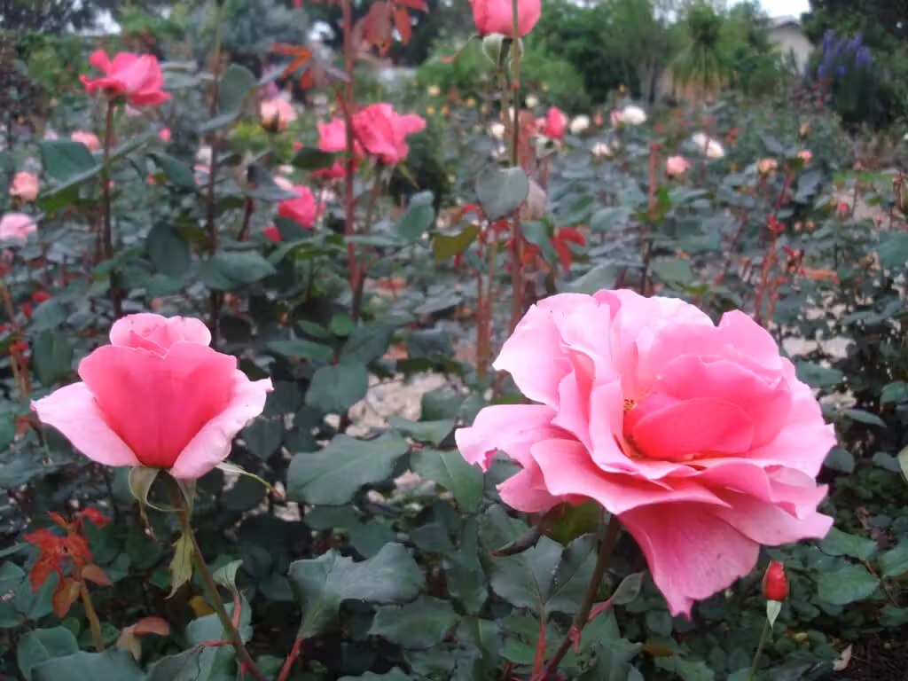 image url