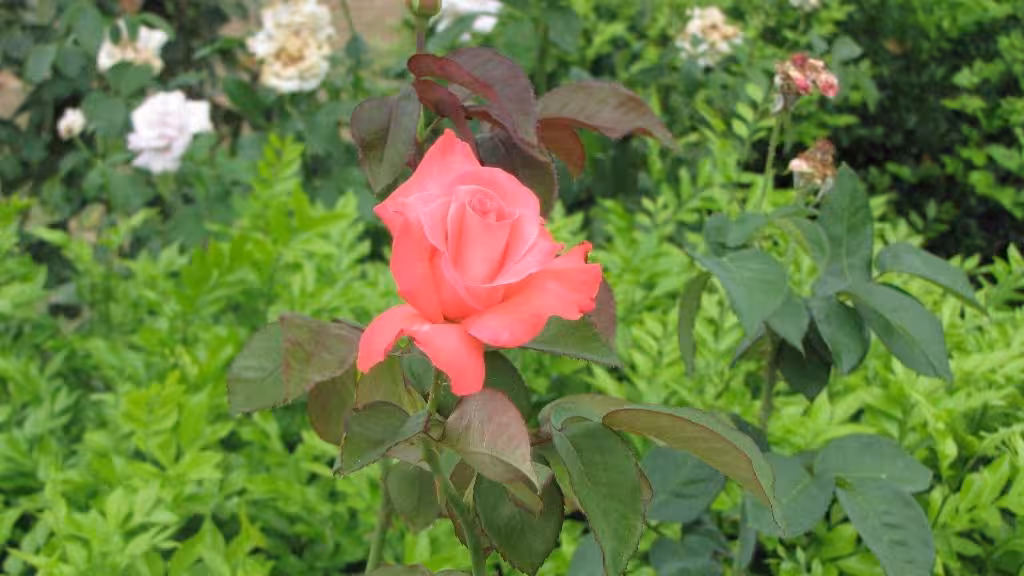 image url