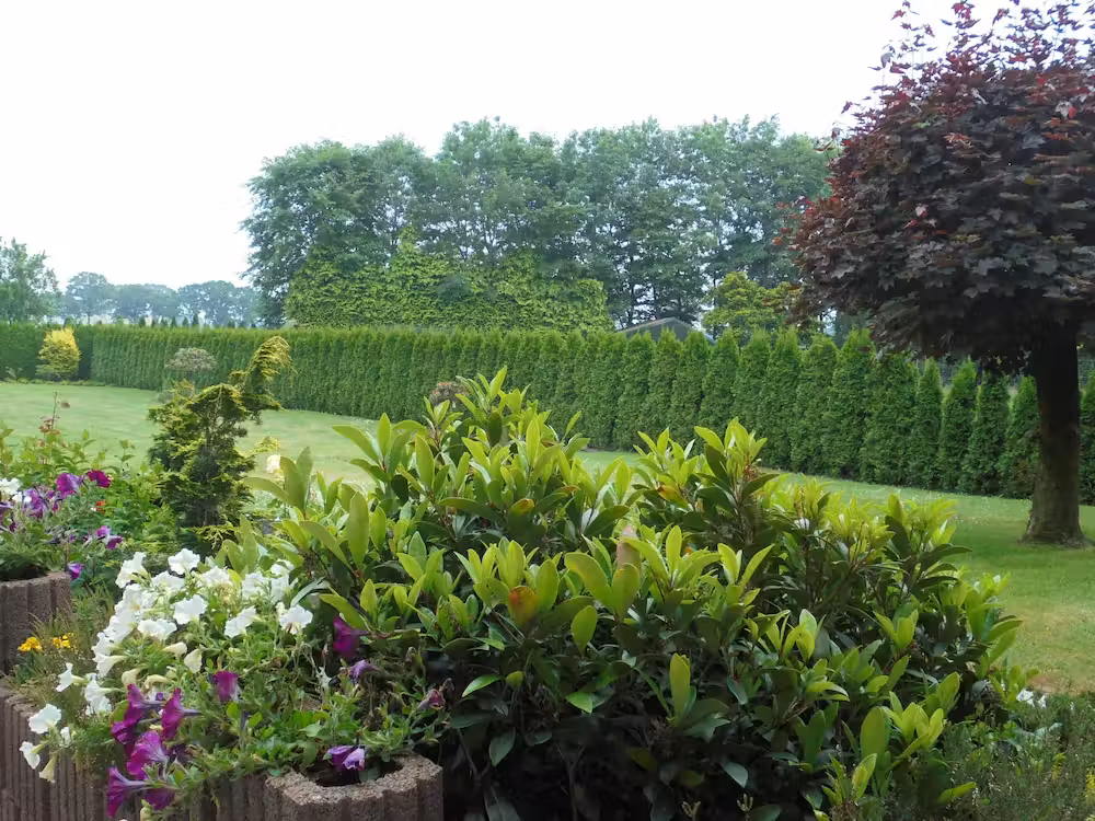 image url