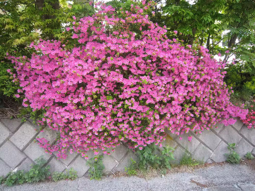 image url