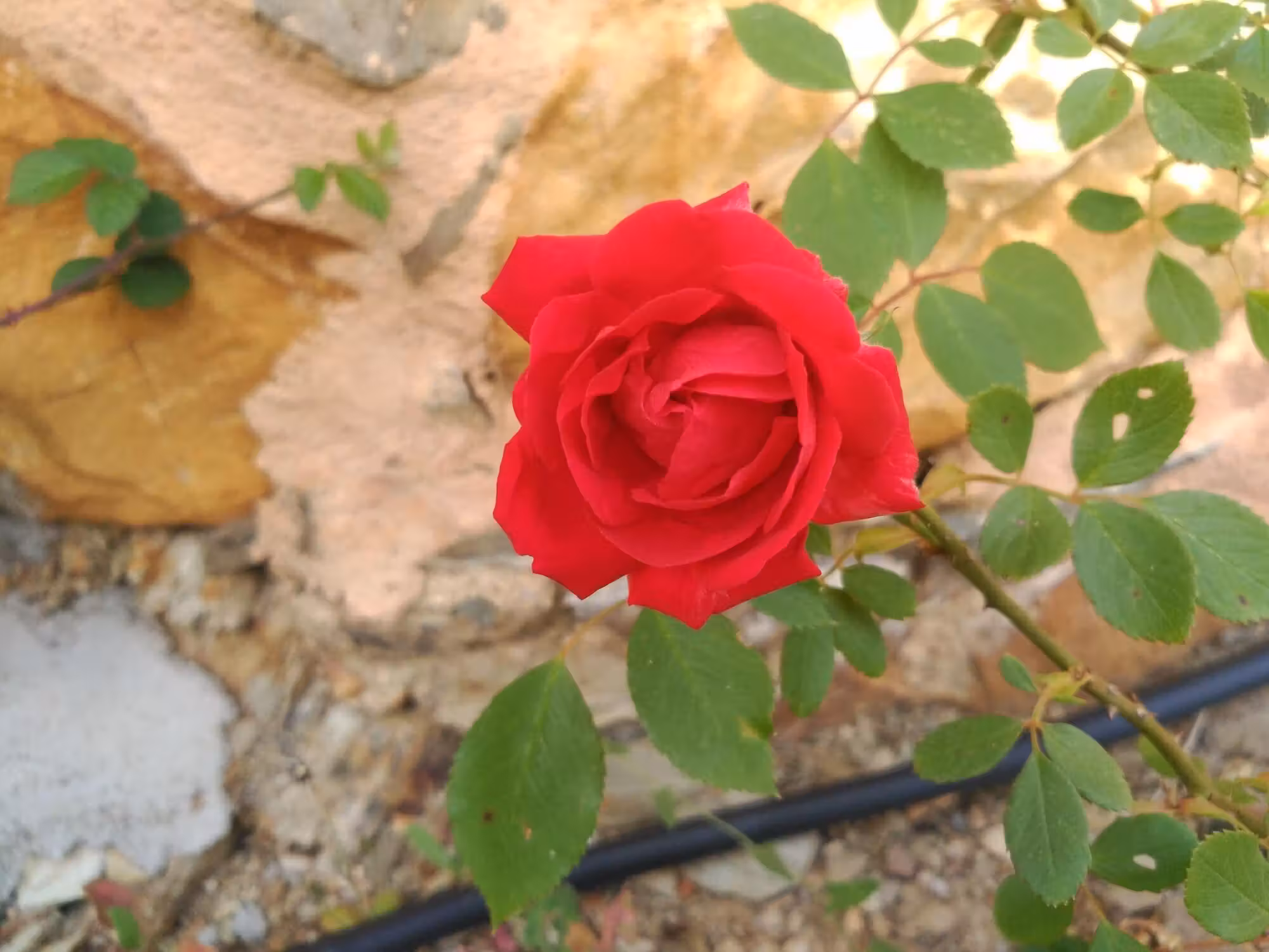 image url