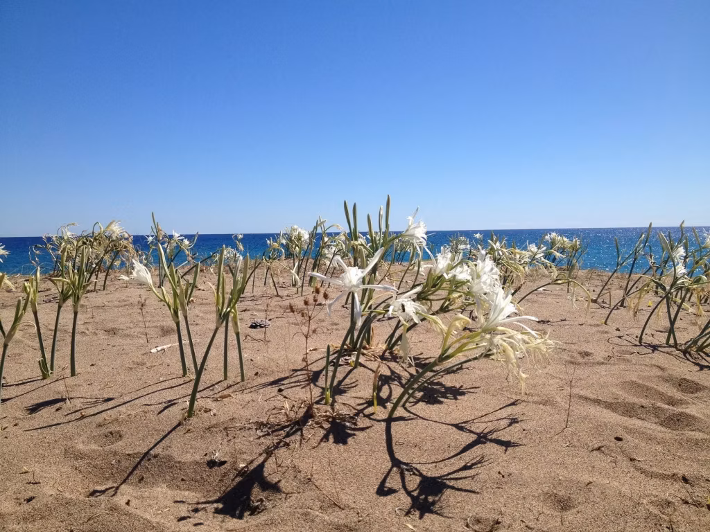 image url