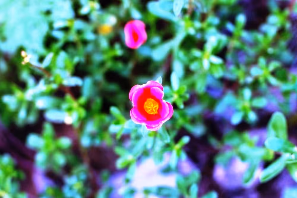 image url