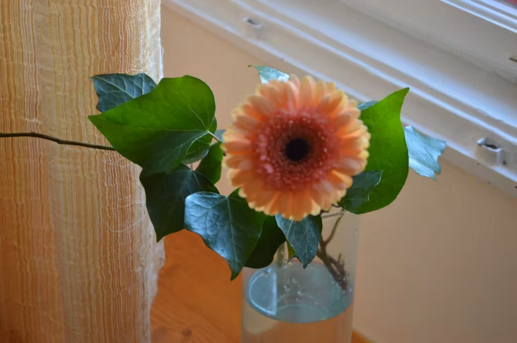 image url