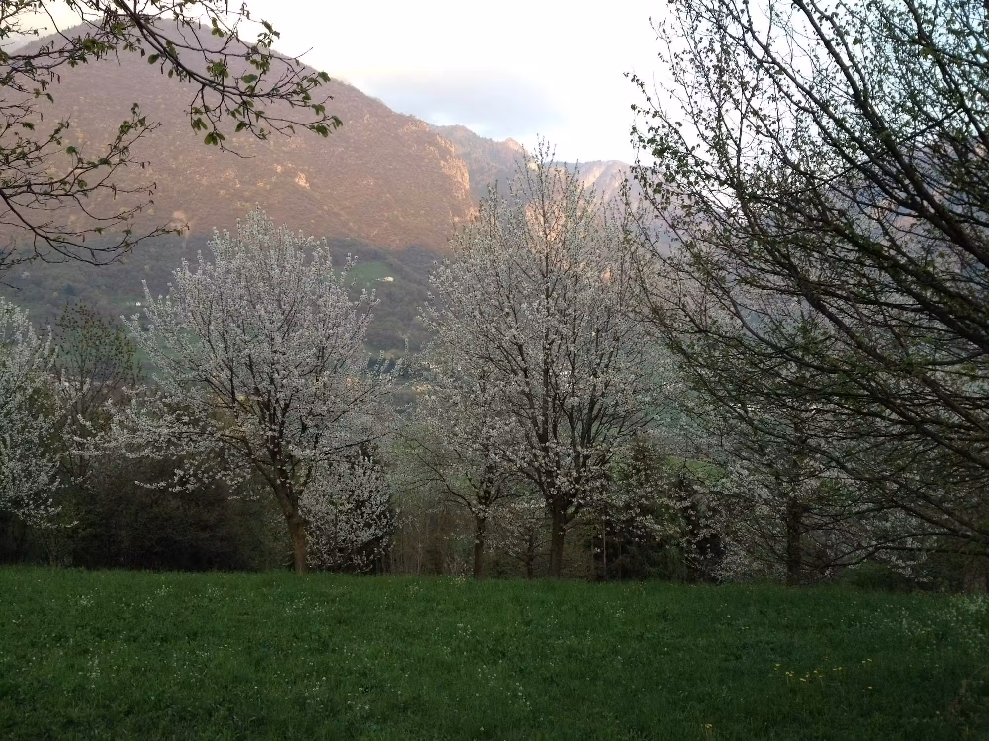 image url