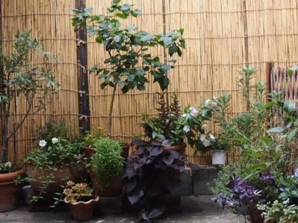 image url
