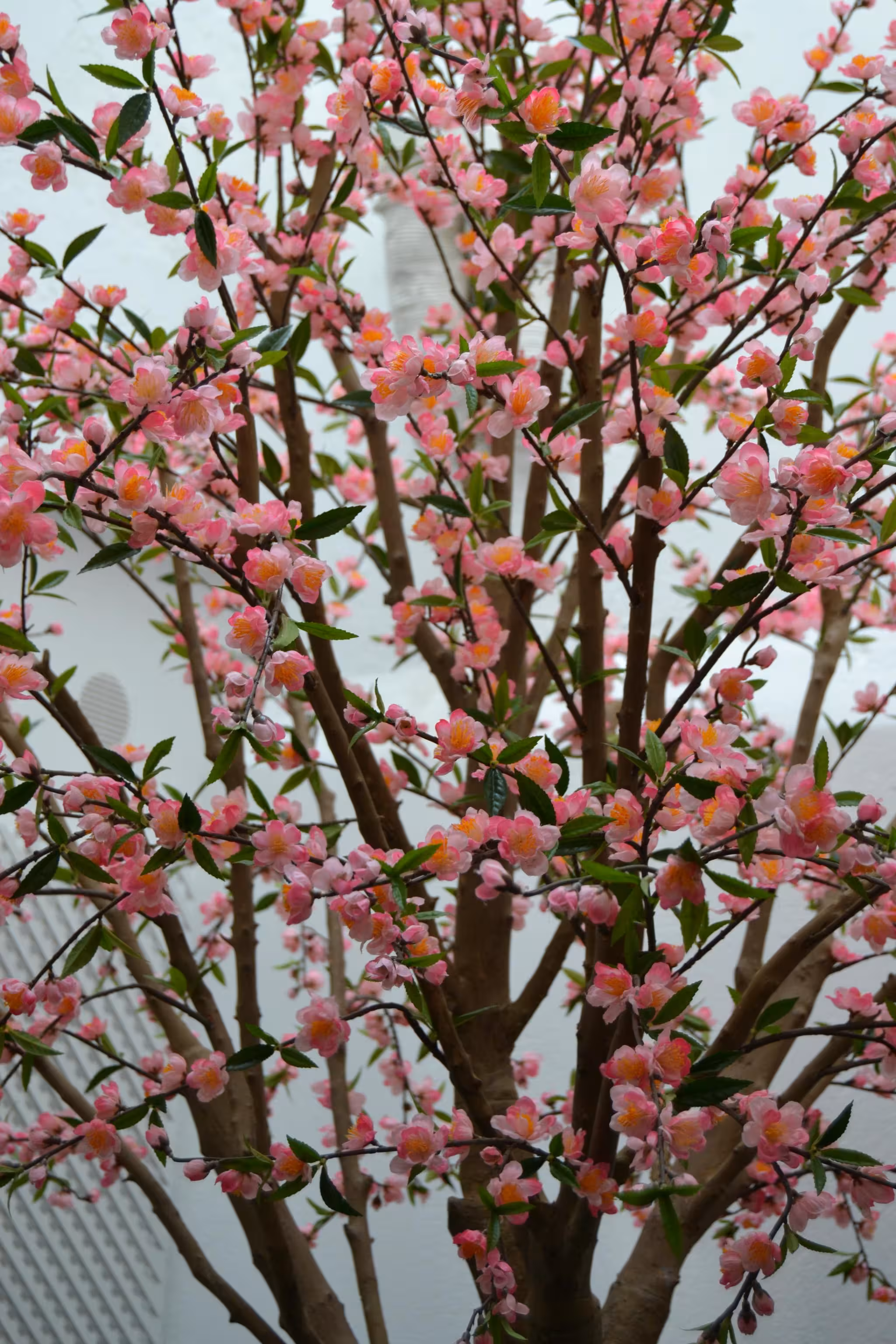 image url