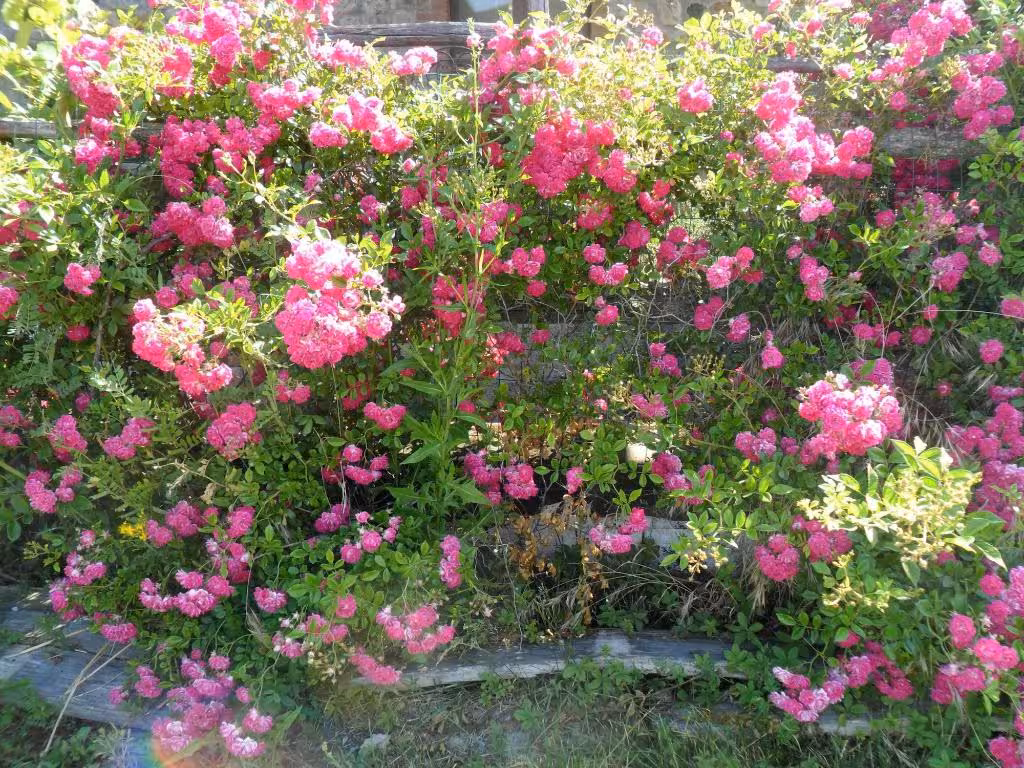 image url