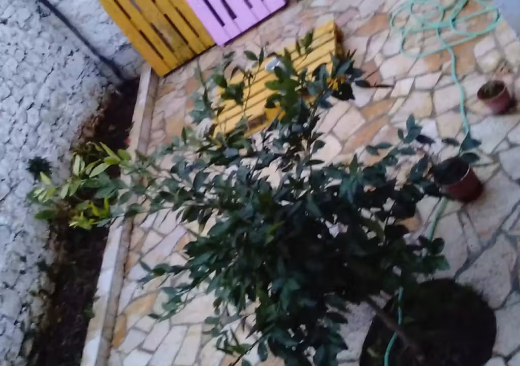 image url