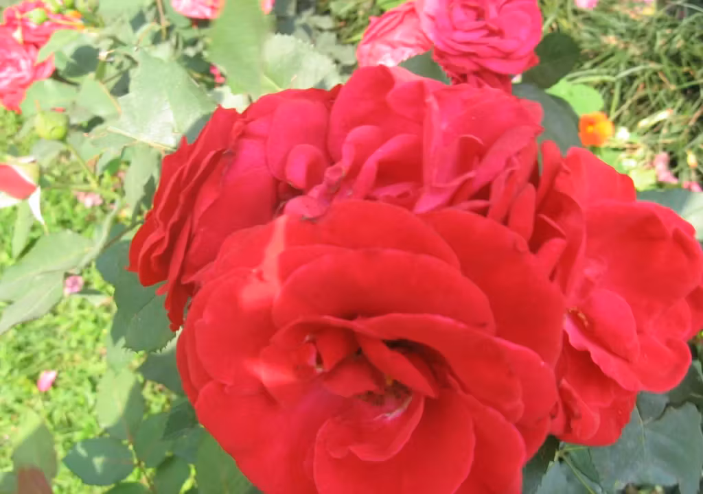 image url