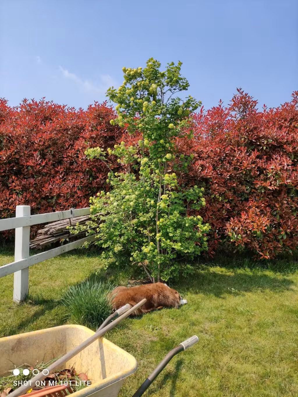image url