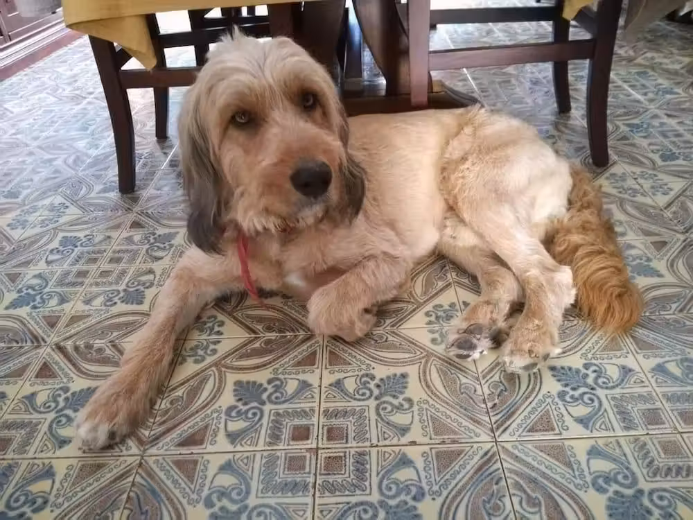 image url