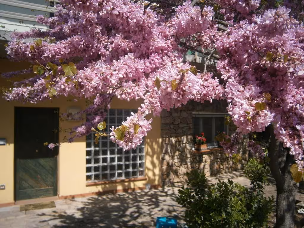 image url