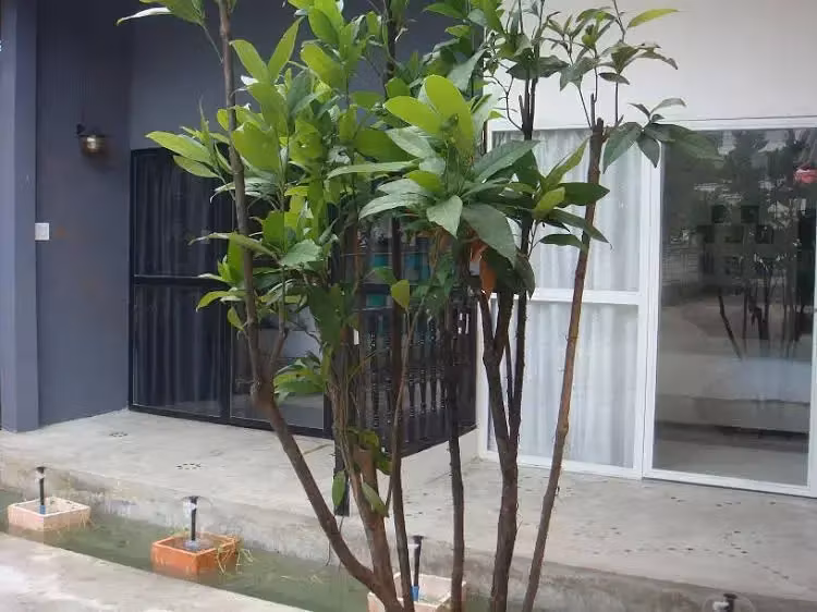 image url