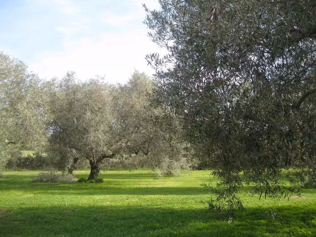 image url