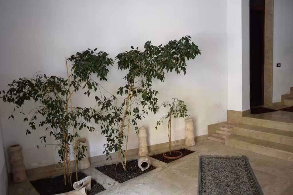 image url