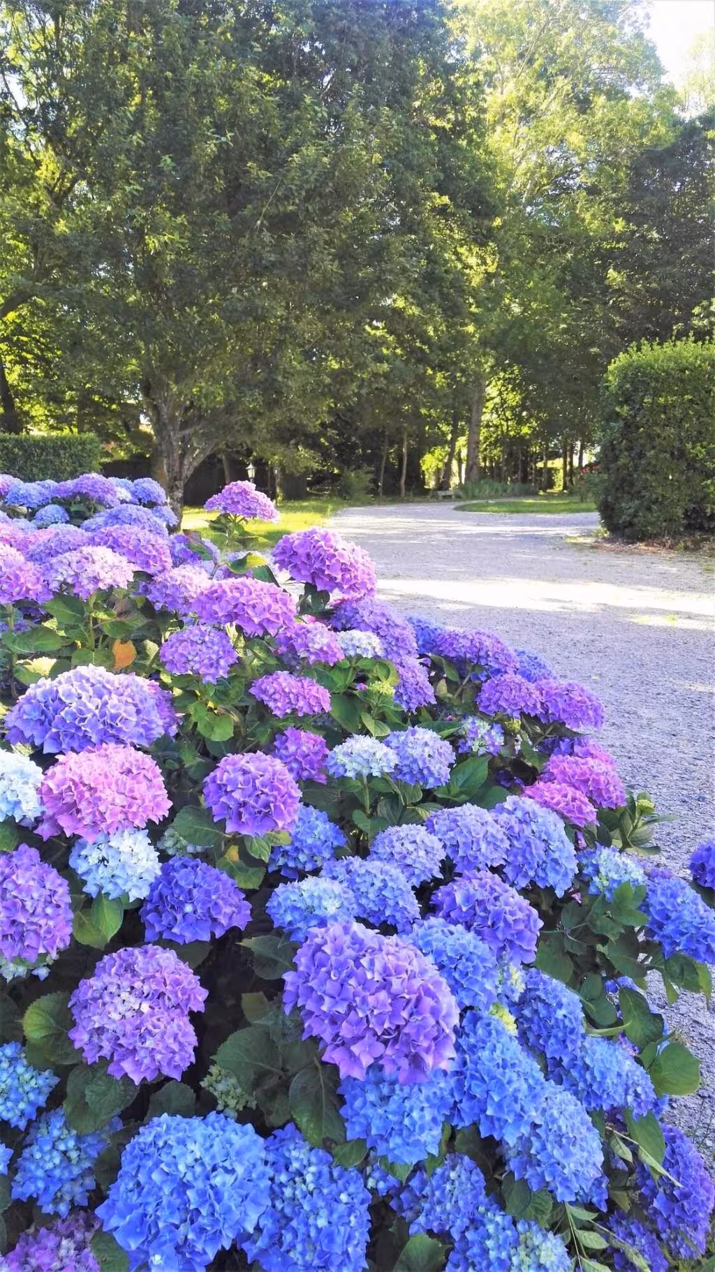 image url