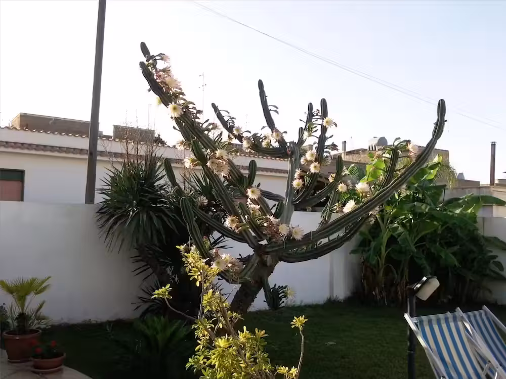 image url